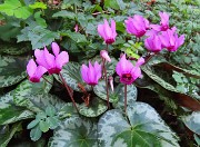 25 Cyclamen-Ciclamini